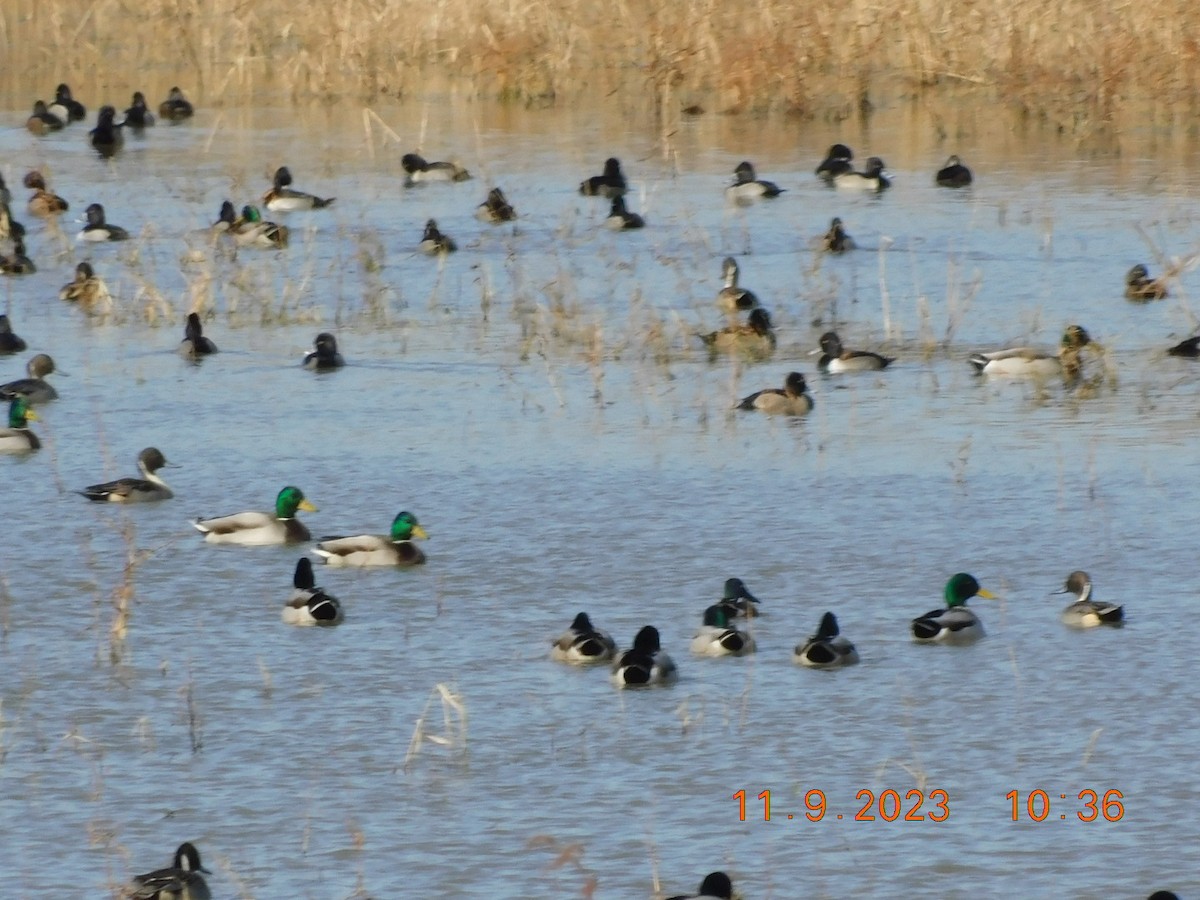 ברווז חד-זנב - ML610960640