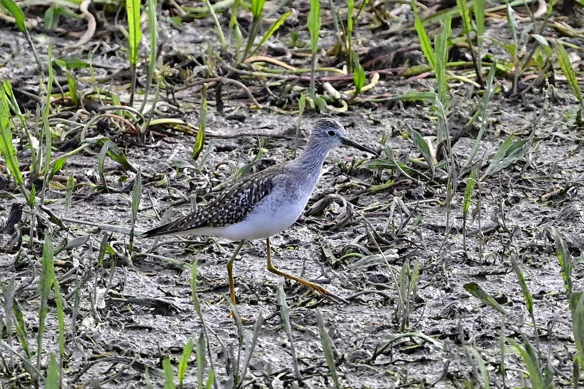 Lesser Yellowlegs - Gerd Schön