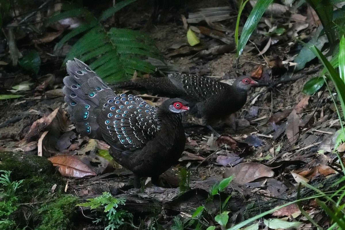 Hainan Peacock-Pheasant - ML610960675