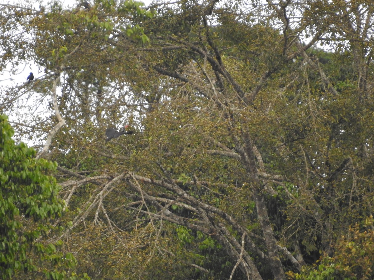 Crowned Hornbill - Ashwin Viswanathan