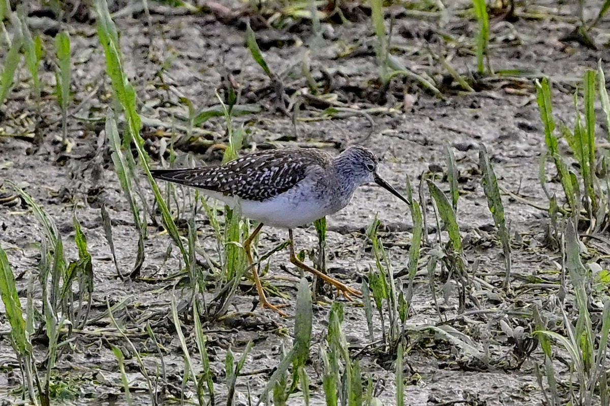 Lesser Yellowlegs - Gerd Schön