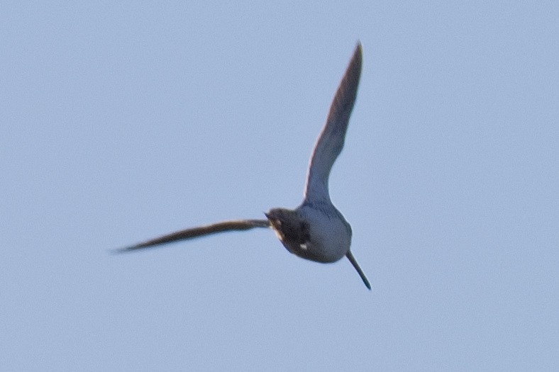 Common Snipe - Bruce Kerr