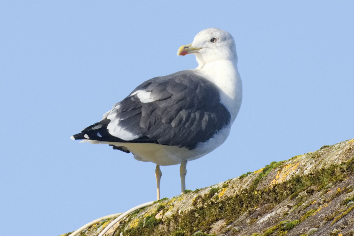 Lesser Black-backed Gull - ML610960748