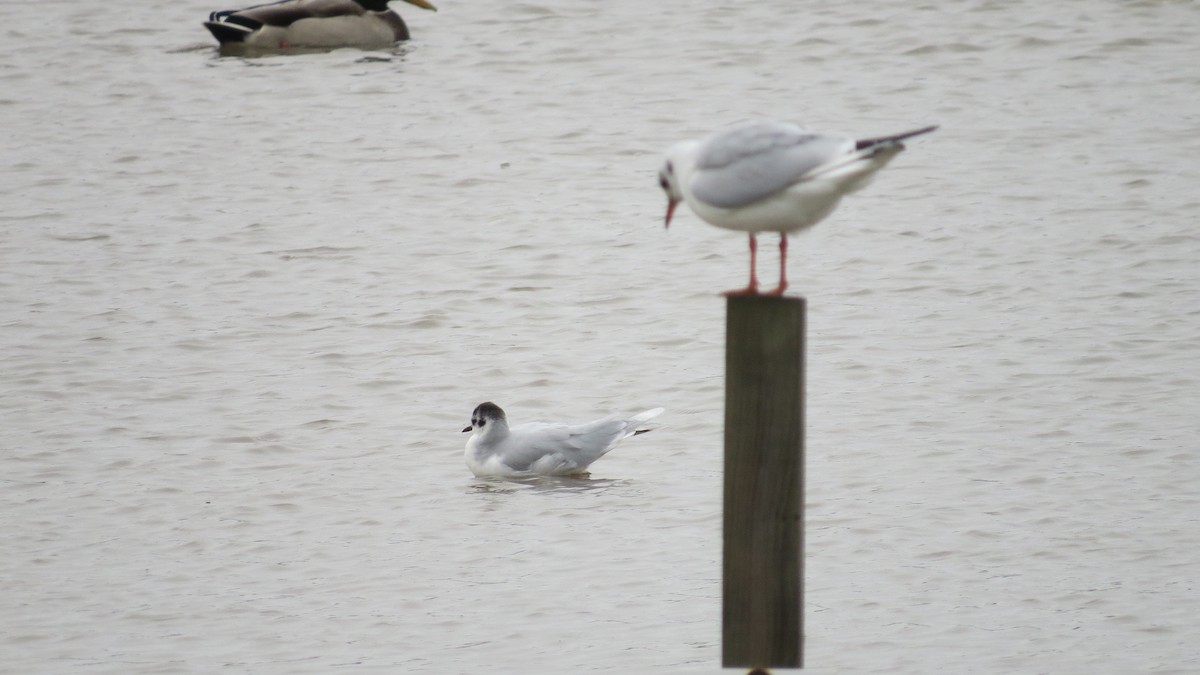 Little Gull - ML610960803