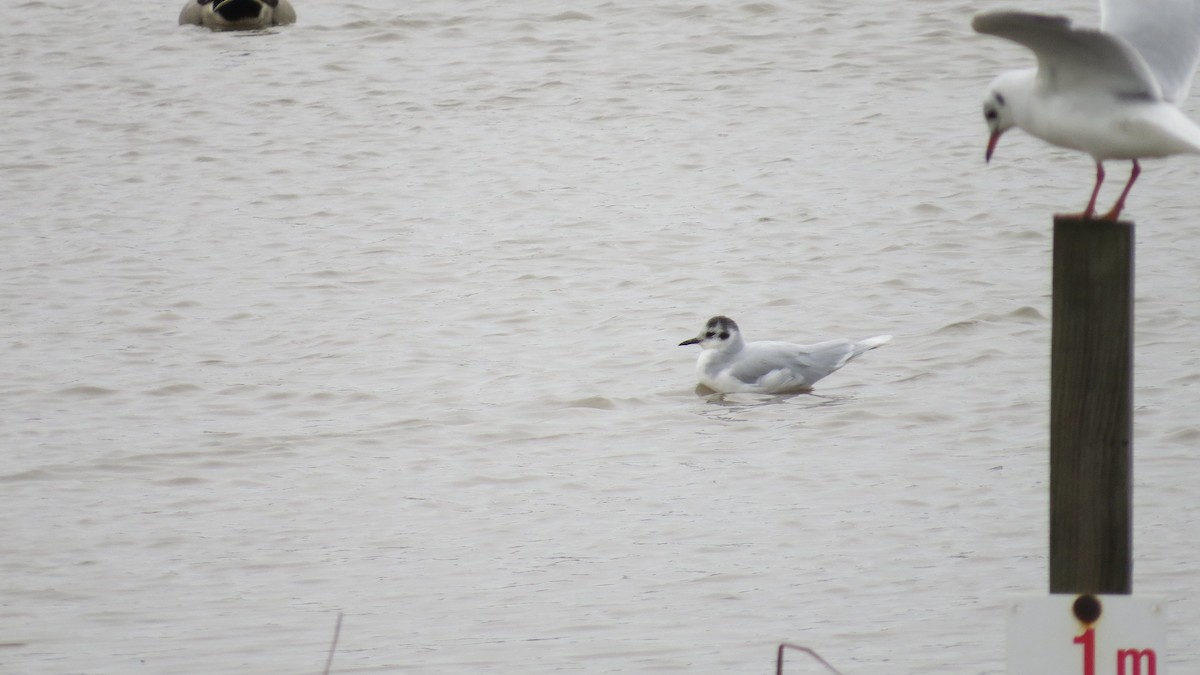 Mouette pygmée - ML610960804