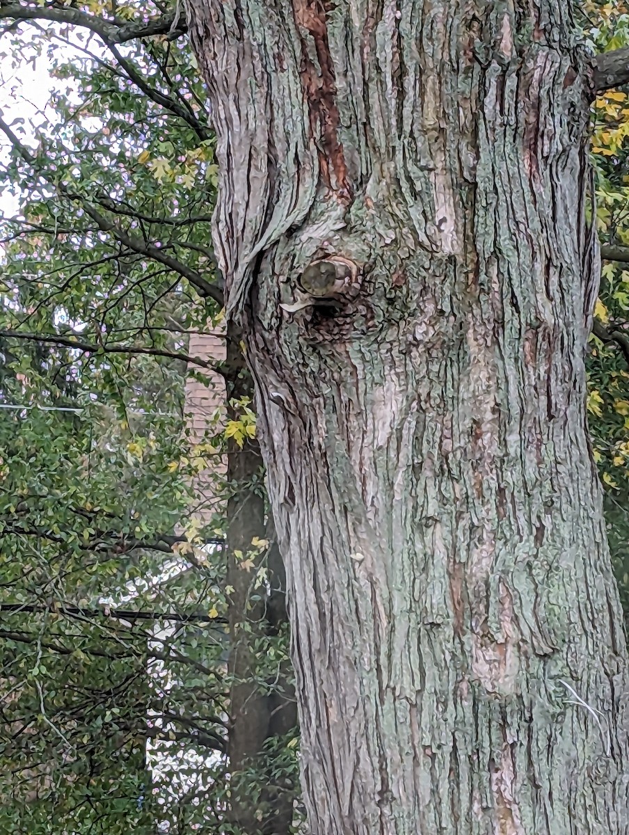 Brown Creeper - ML610960852