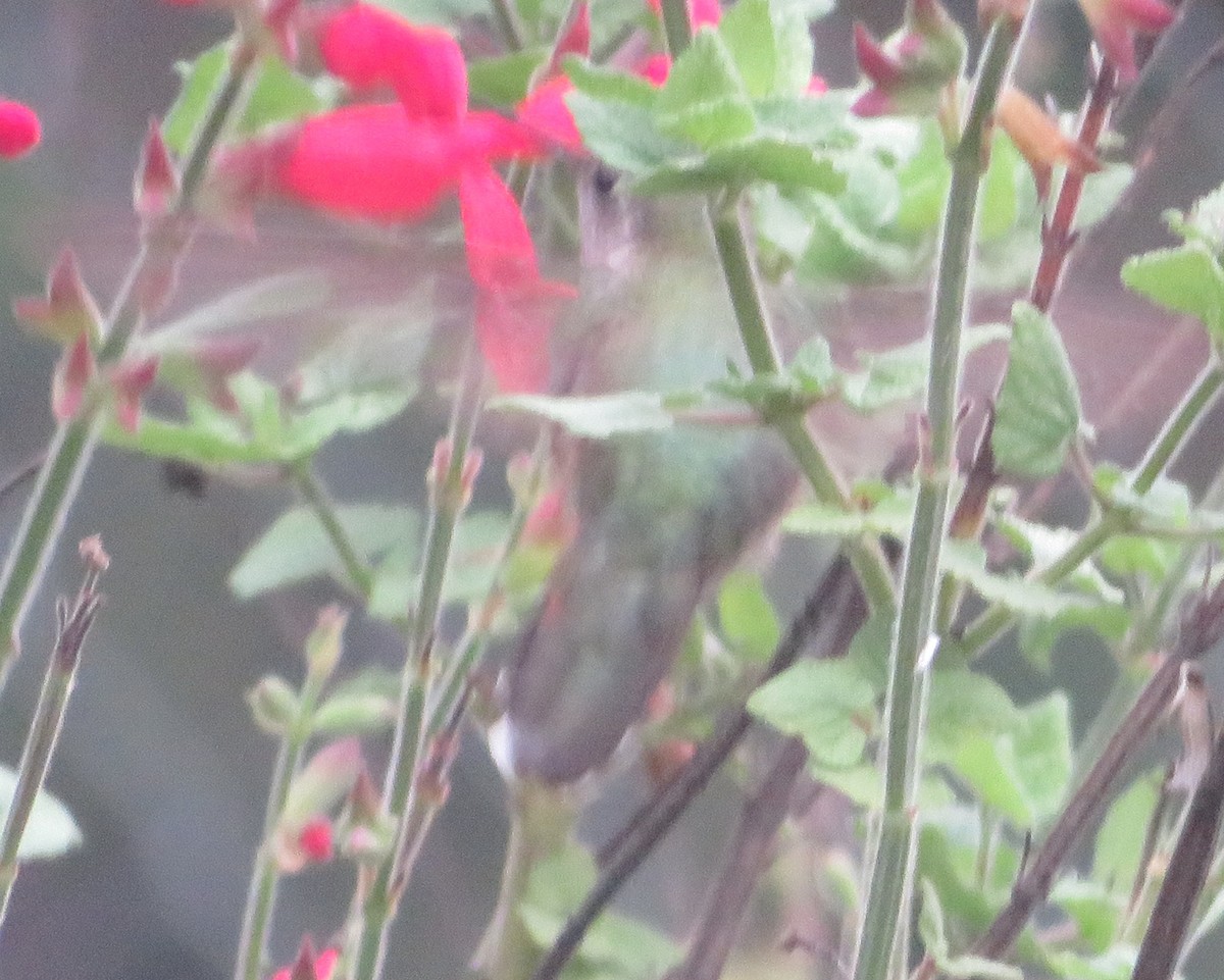 Broad-tailed Hummingbird - ML610960929