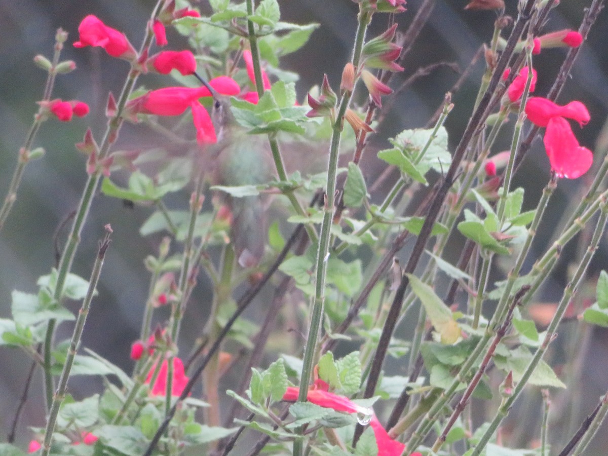 Broad-tailed Hummingbird - ML610960943