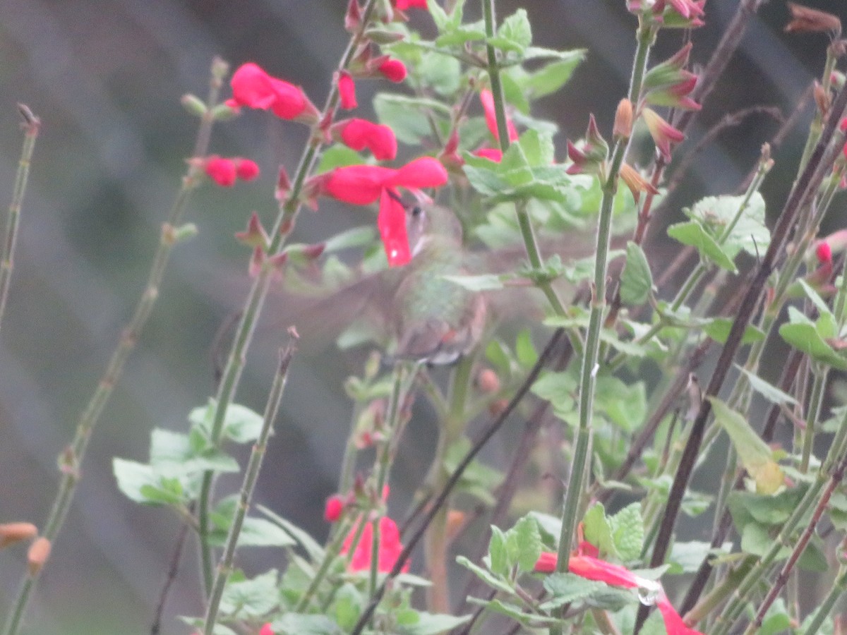 Broad-tailed Hummingbird - ML610960946