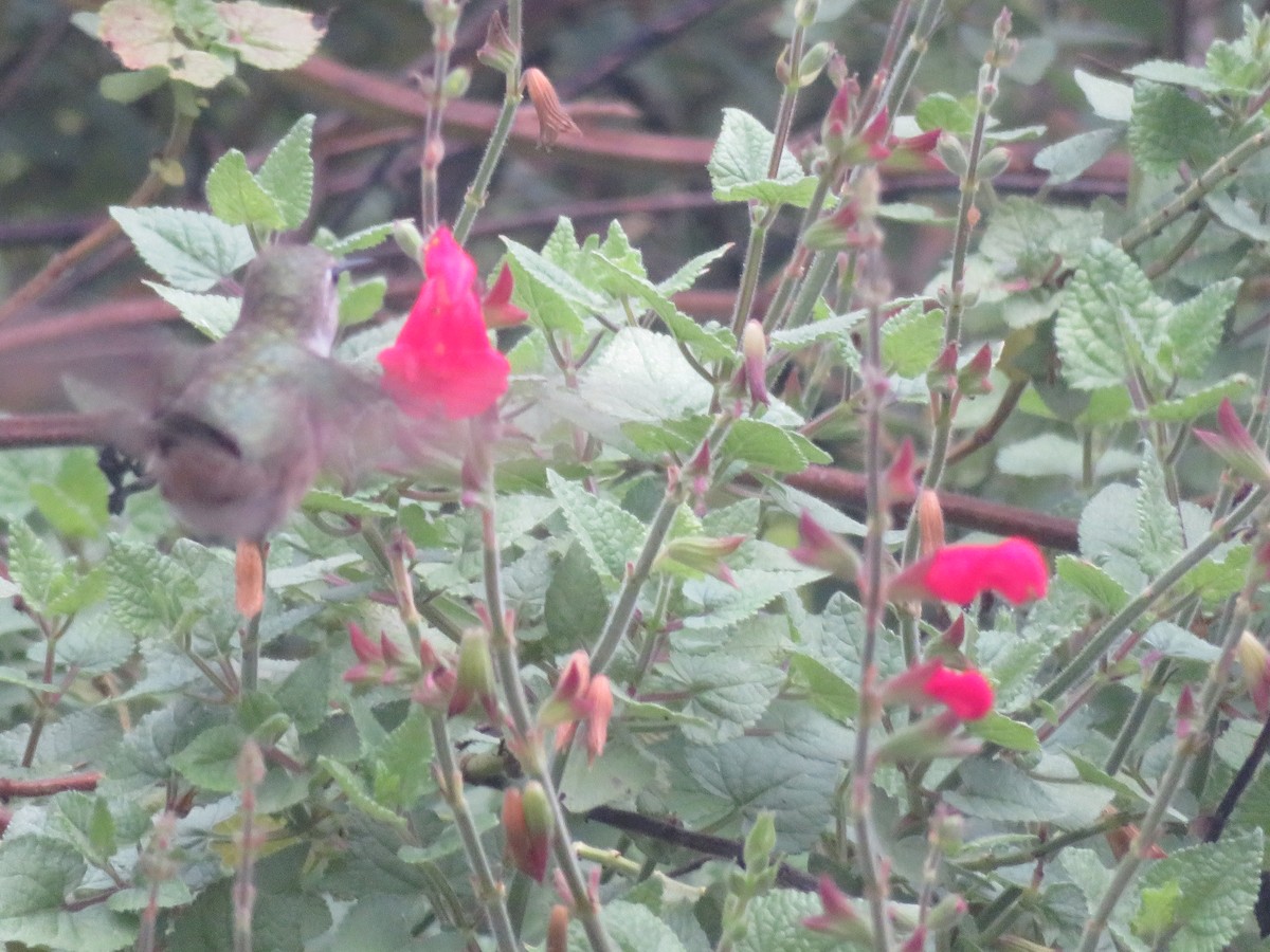 Broad-tailed Hummingbird - ML610960947