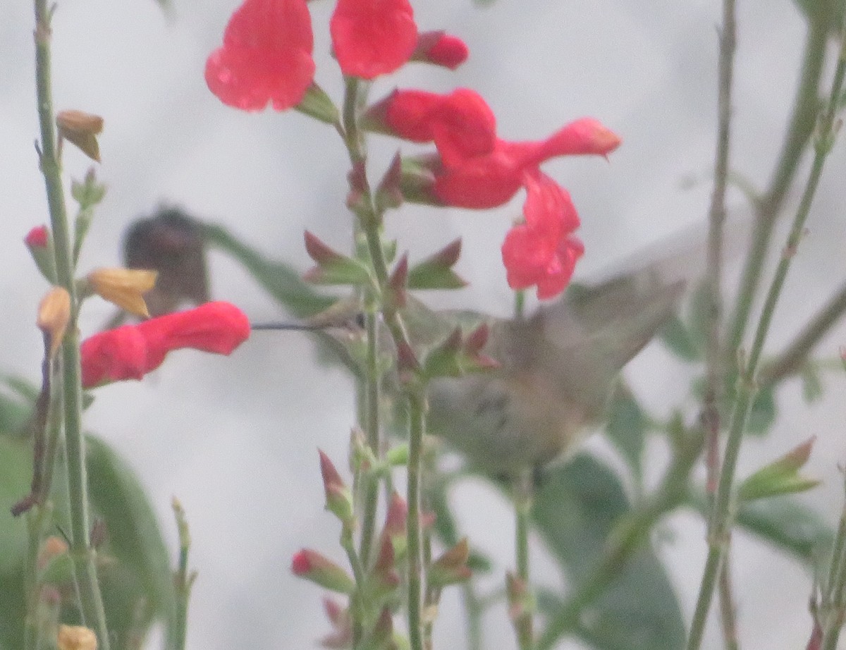 Broad-tailed Hummingbird - ML610960996