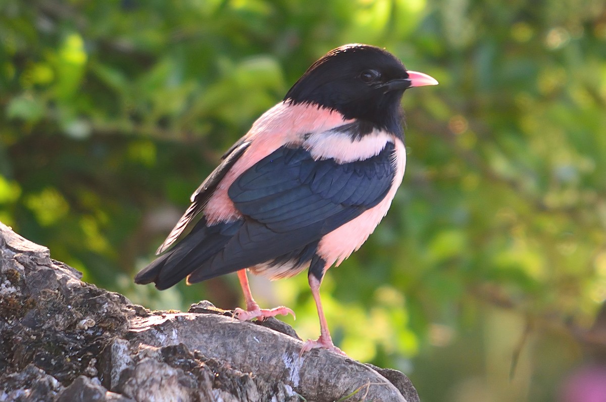 Rosy Starling - ML610960998