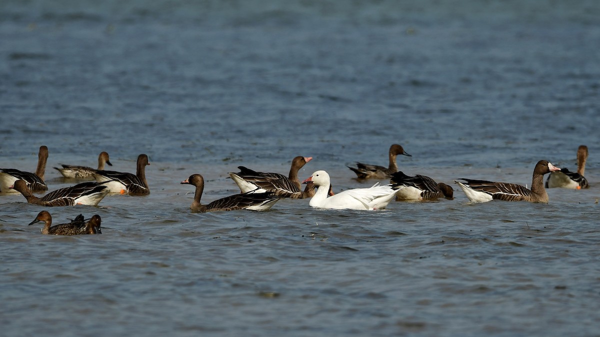 Snow Goose - ML610961017