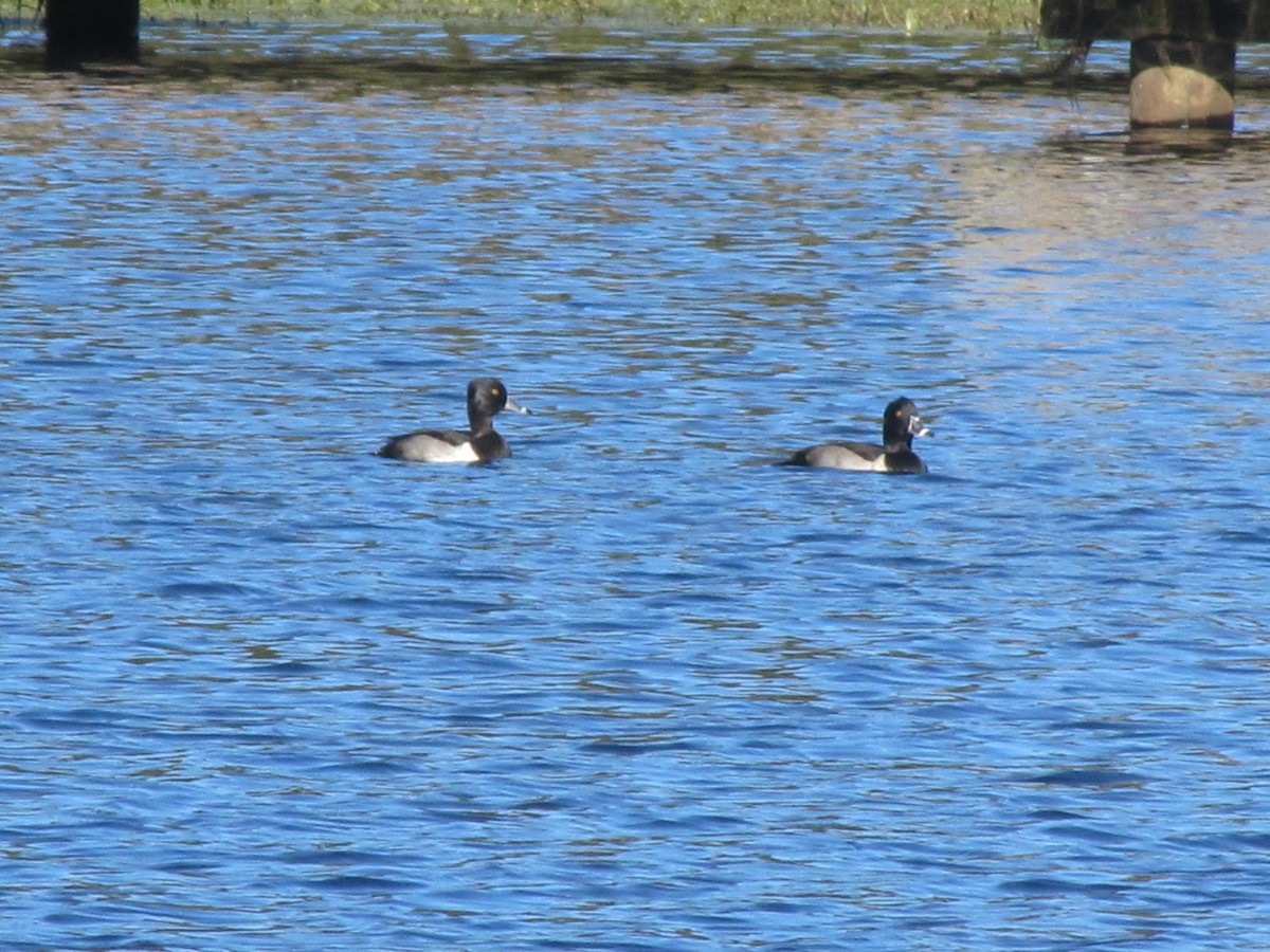 Ring-necked Duck - Andy Harrison