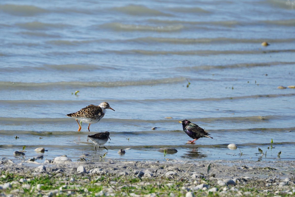 European Starling - Tom Stadtmüller