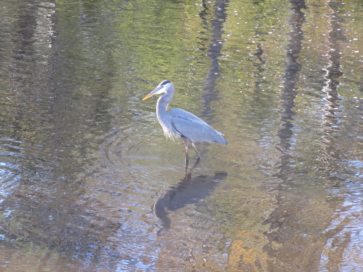 Great Blue Heron - Andy Harrison