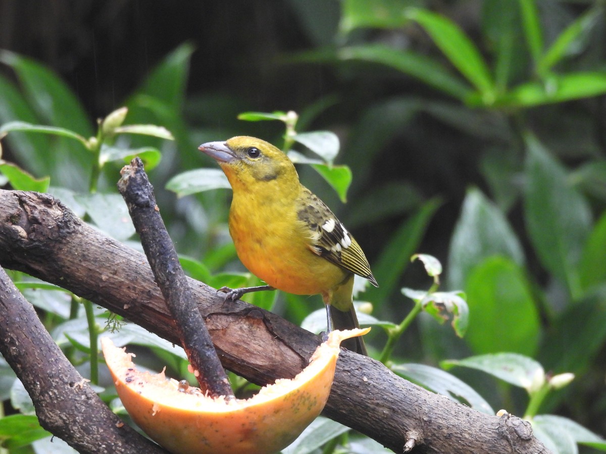 Flame-colored Tanager - Paul James