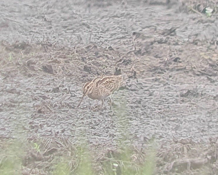 Шугуйн хараалж - ML610961103