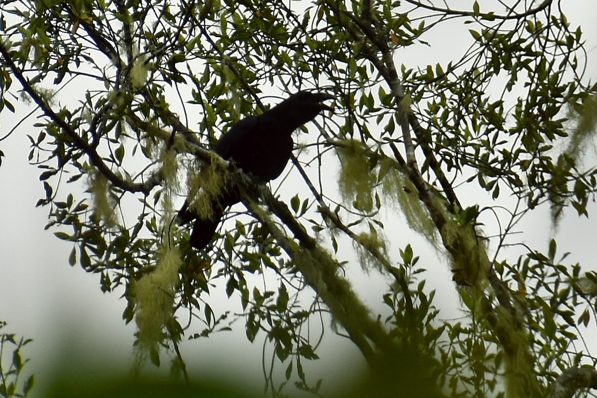 Bougainville Crow - ML610961124