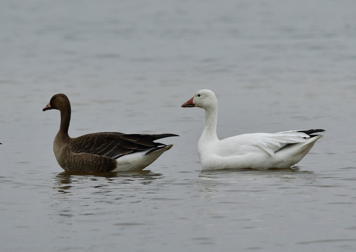 Snow Goose - ML610961155