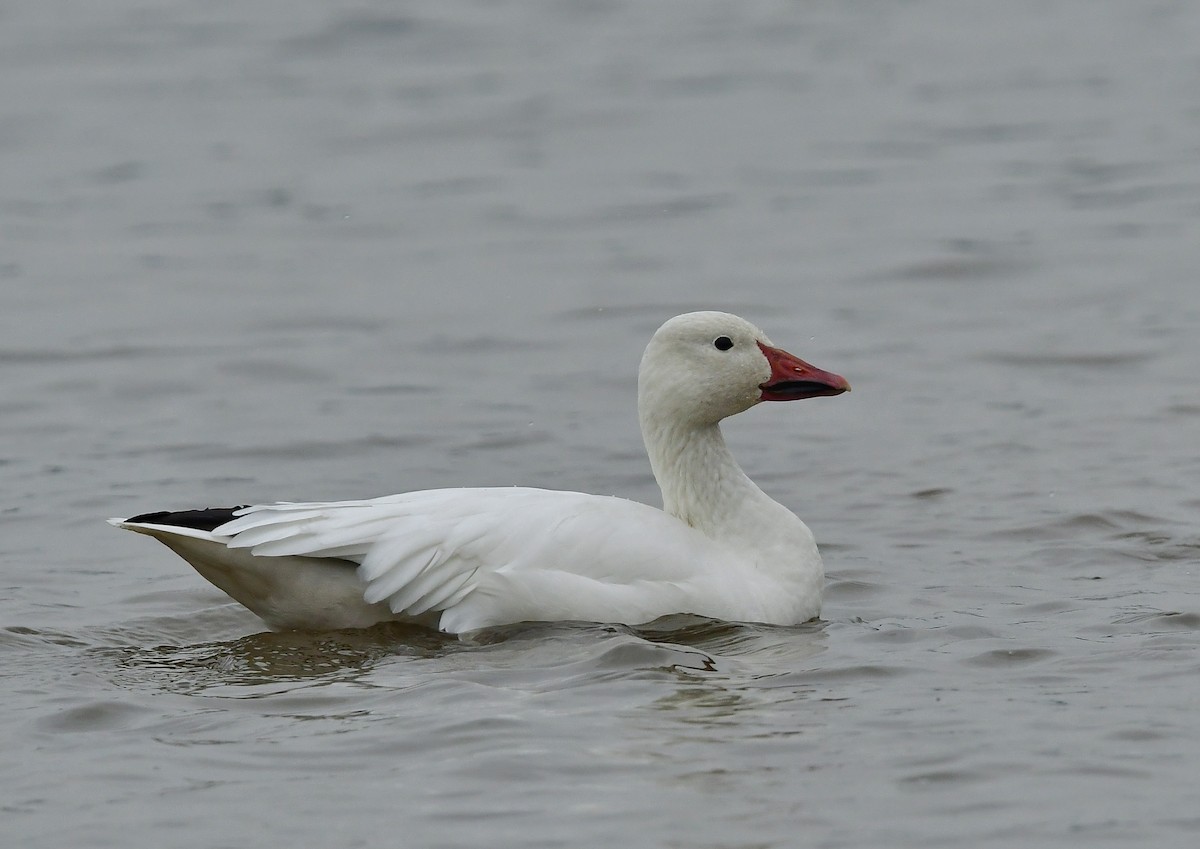 Snow Goose - ML610961158