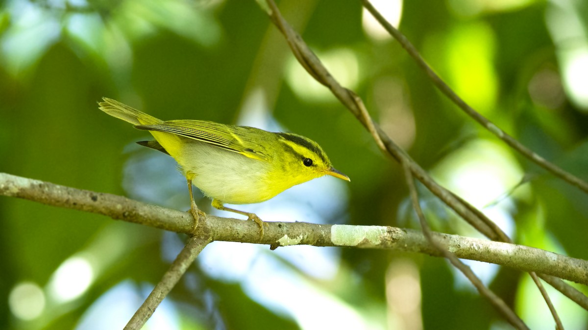 Yellow-vented Warbler - Sandip Das