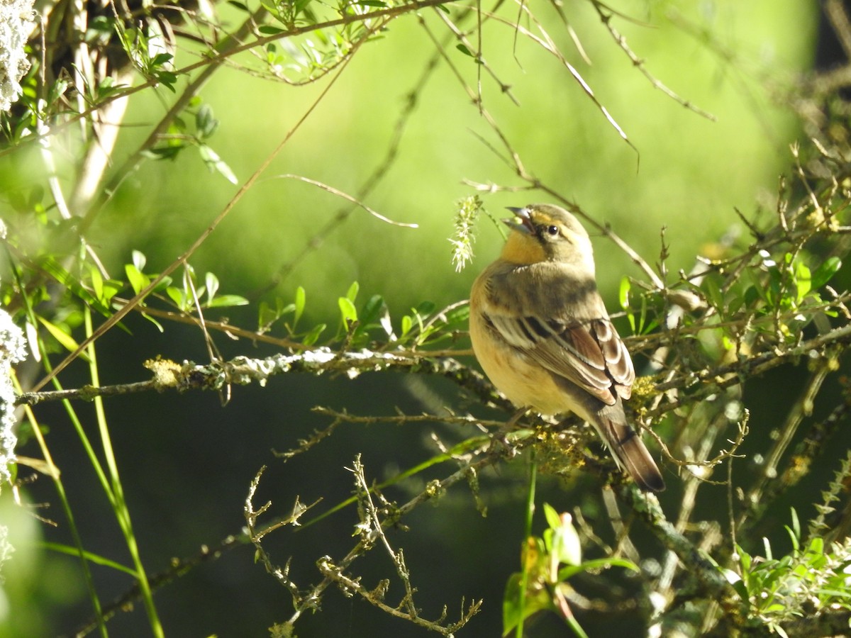 Cinnamon Warbling Finch - ML610961276