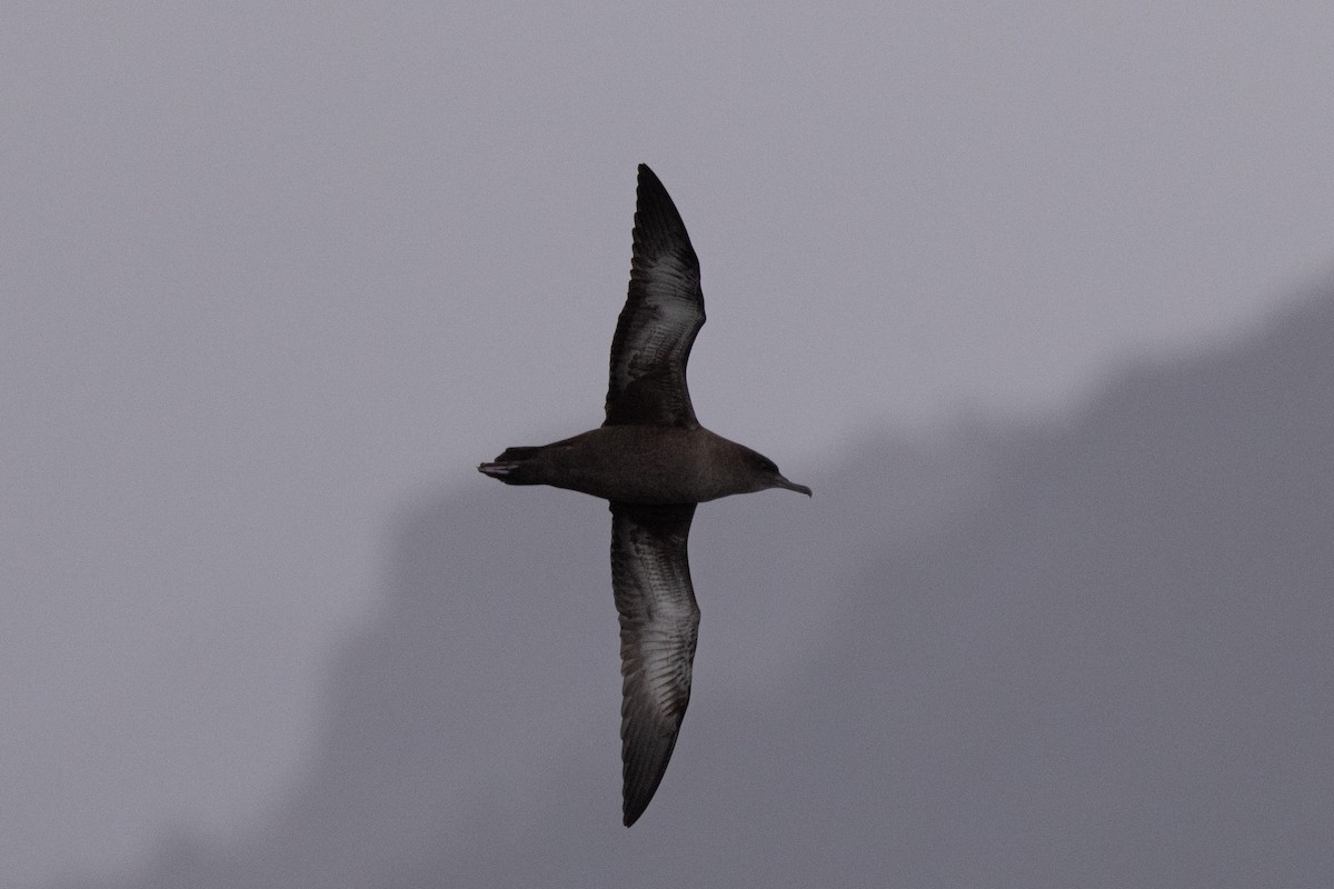 Sooty Shearwater - ML610961368