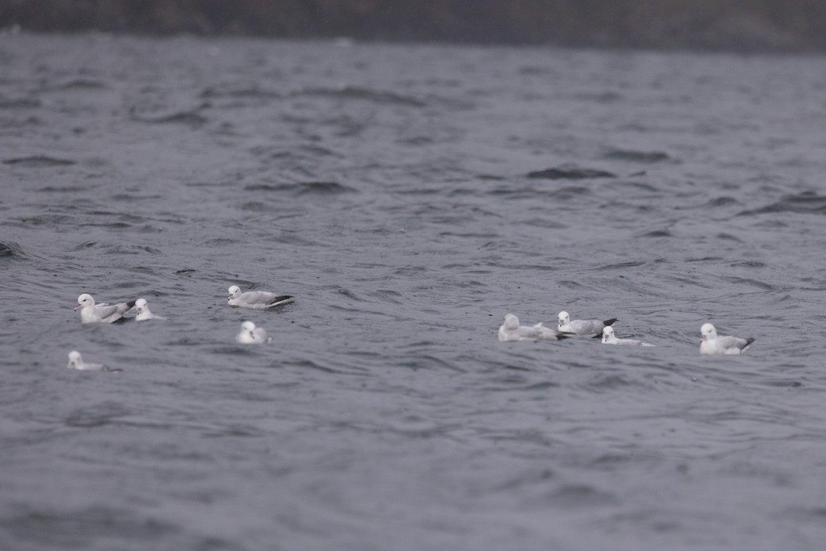 Fulmar argenté - ML610961382