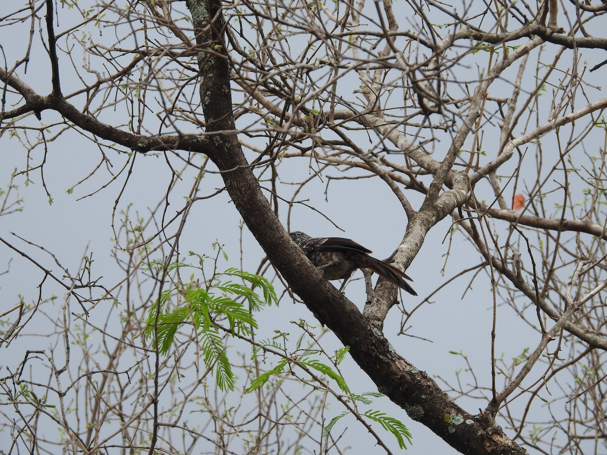 Hinde's Pied-Babbler - ML610961435