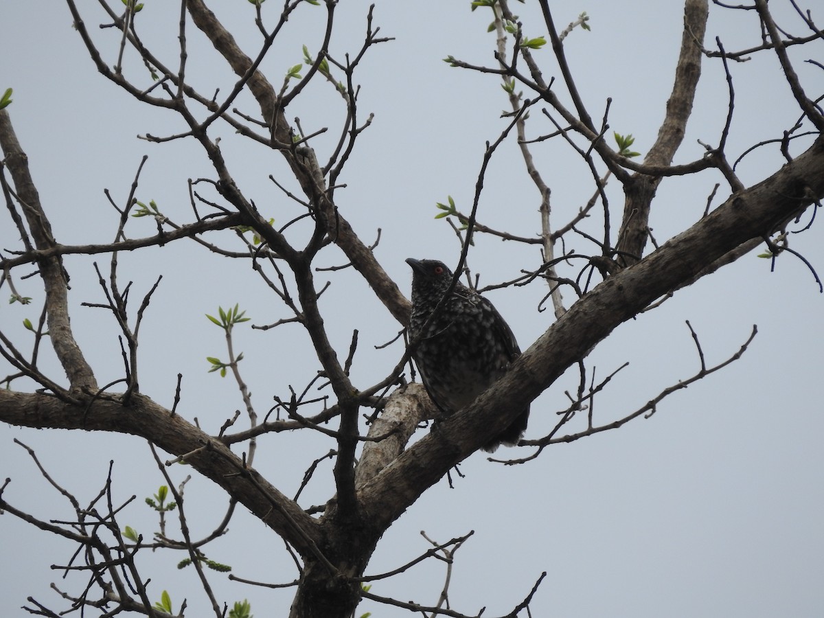 Hinde's Pied-Babbler - ML610961437