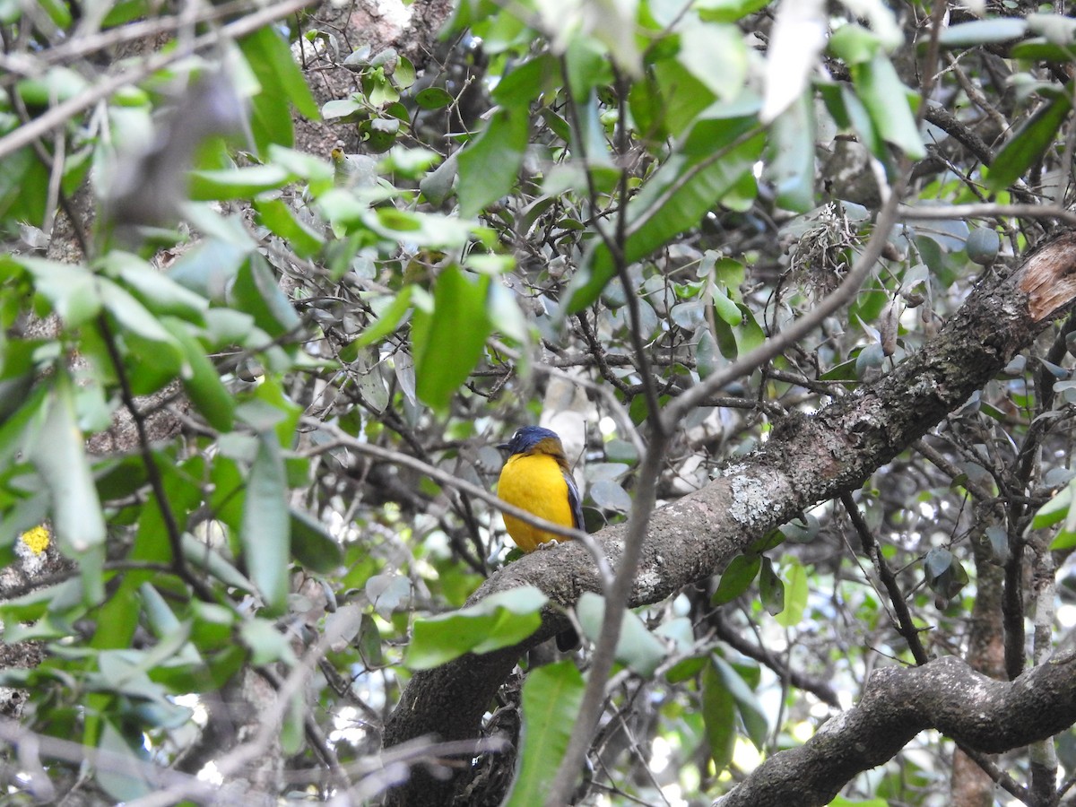 White-starred Robin - ML610961548