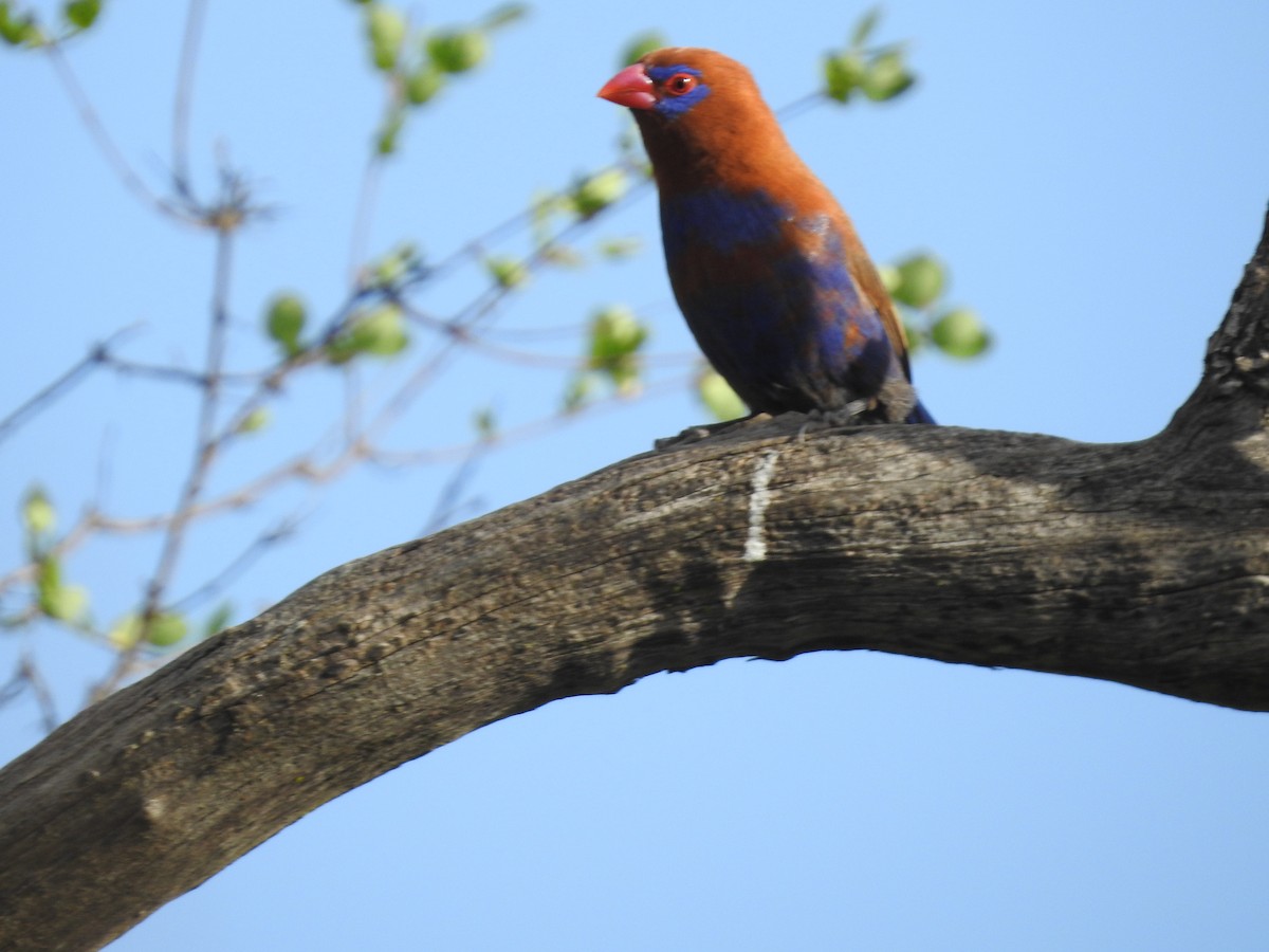 Purple Grenadier - Ashwin Viswanathan