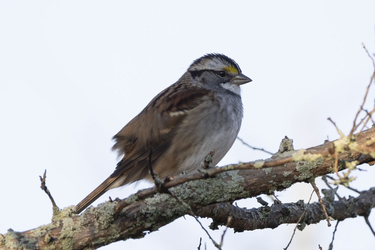 White-throated Sparrow - ML610961560