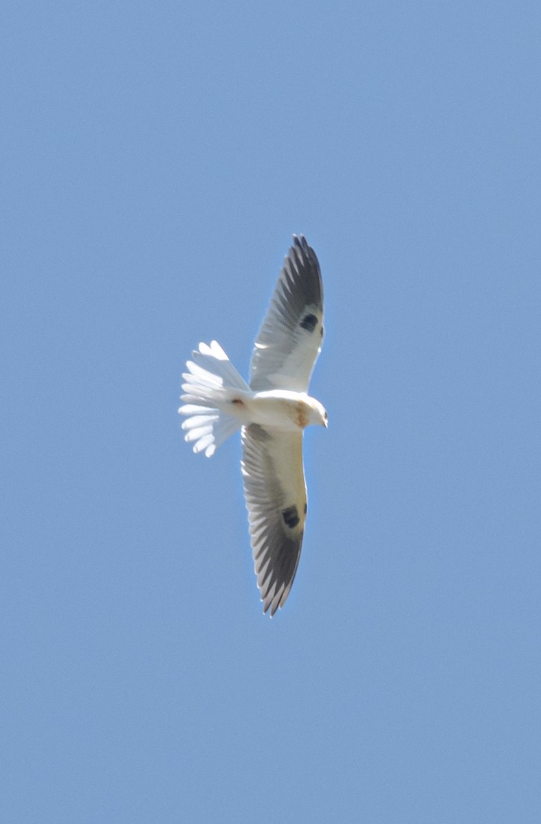 White-tailed Kite - ML610961637