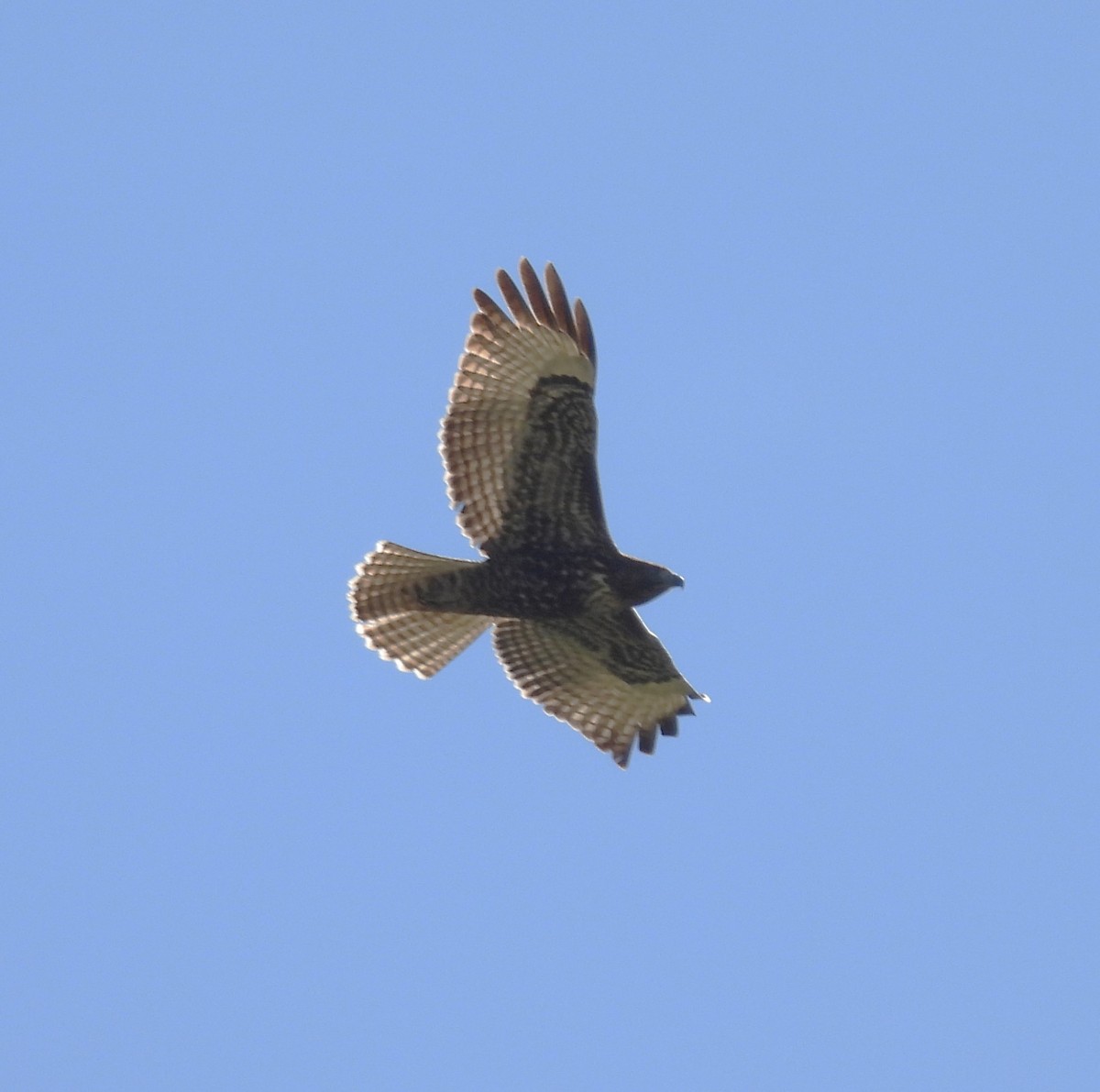 Red-tailed Hawk - ML610961642