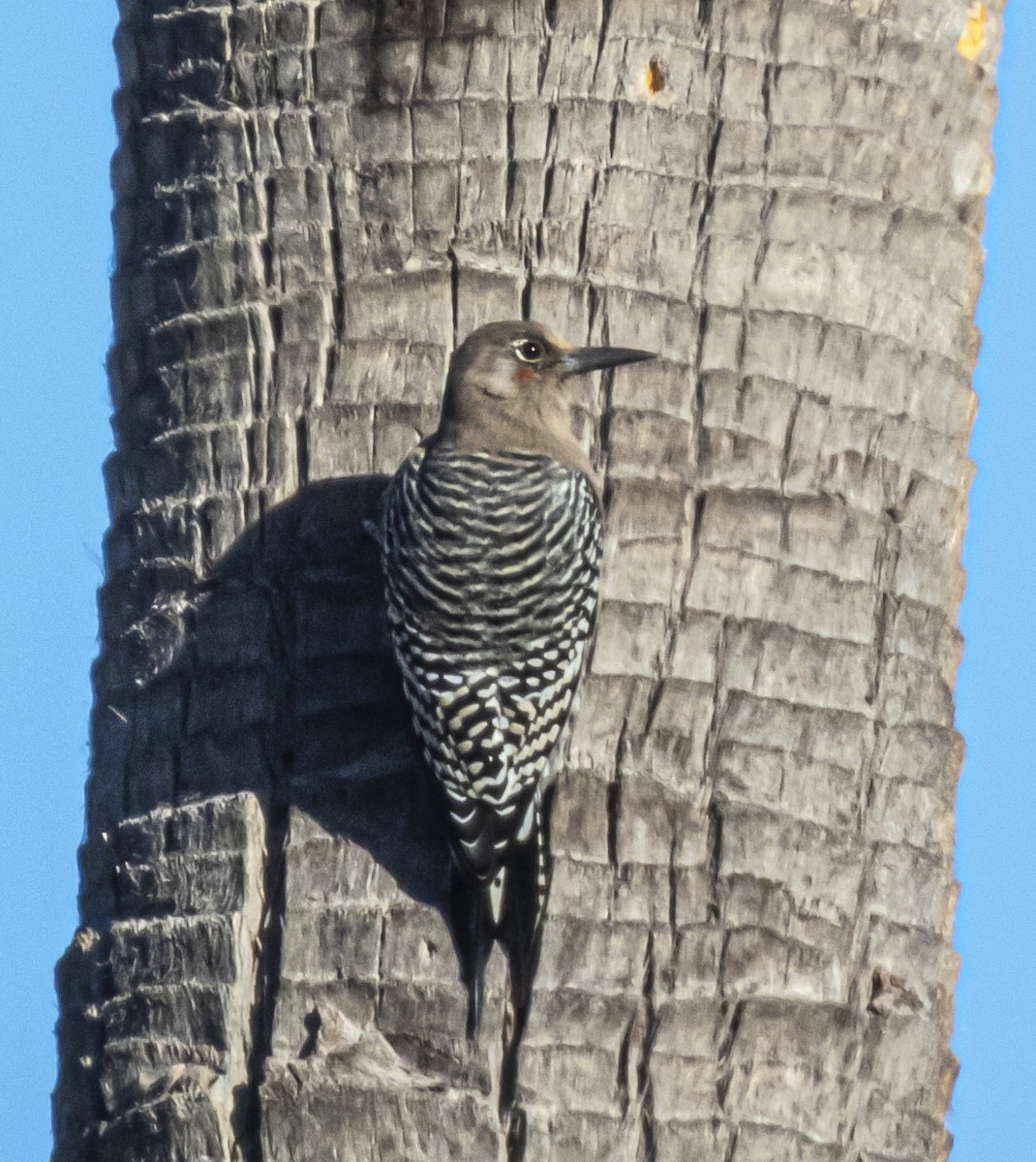 Gray-breasted Woodpecker - ML610961657