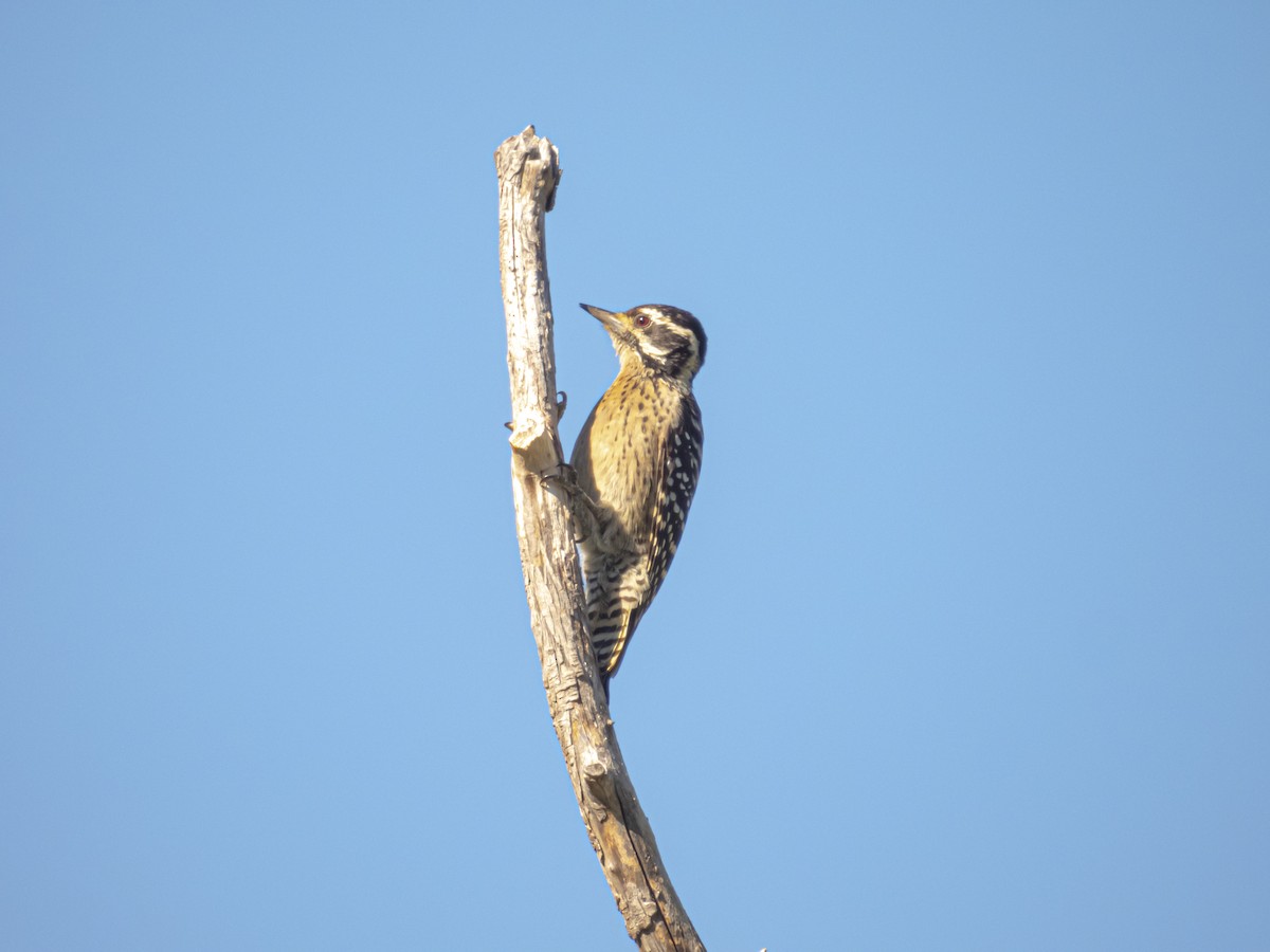 Ladder-backed Woodpecker - ML610961666