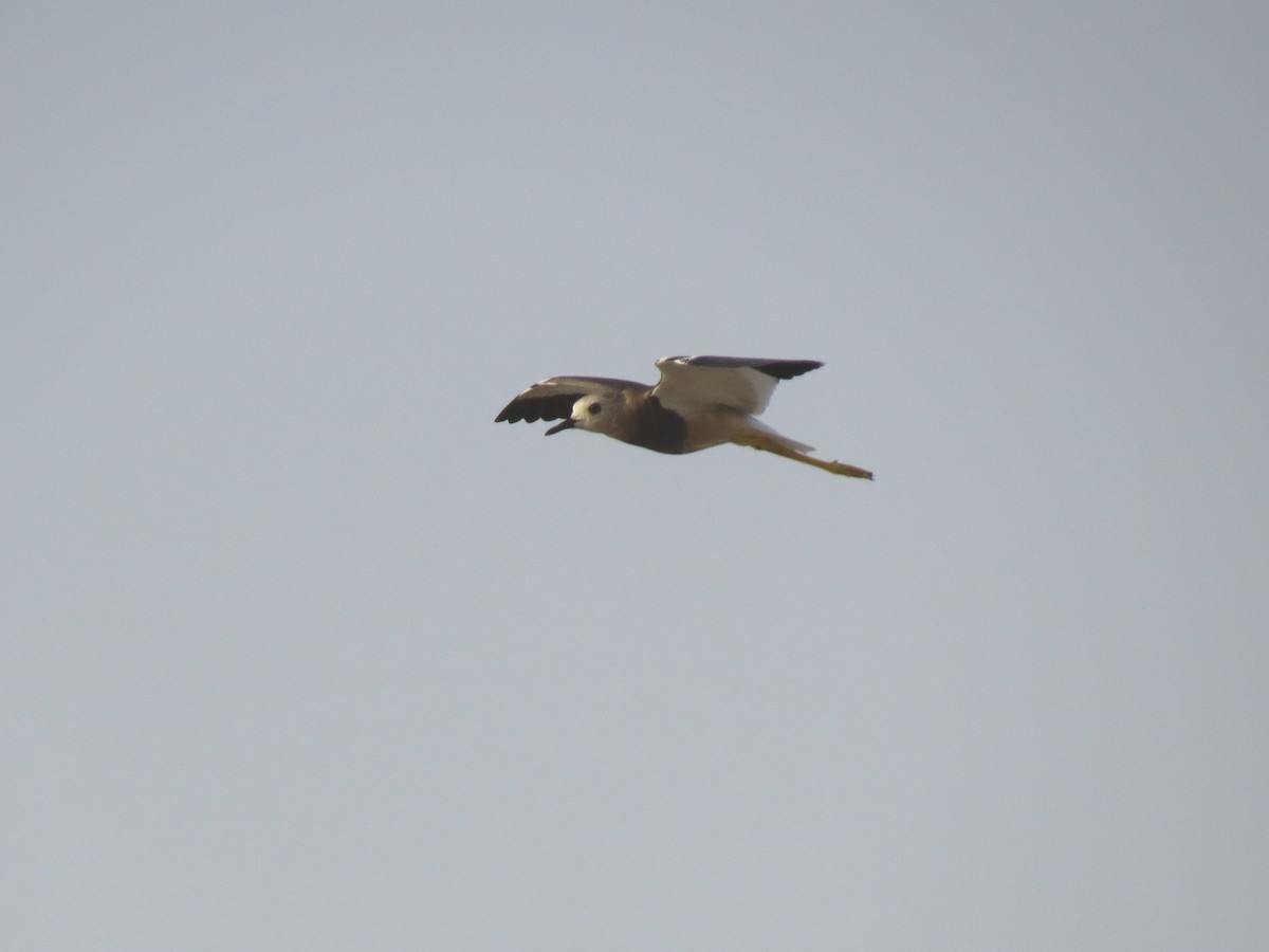 White-tailed Lapwing - ML610961823