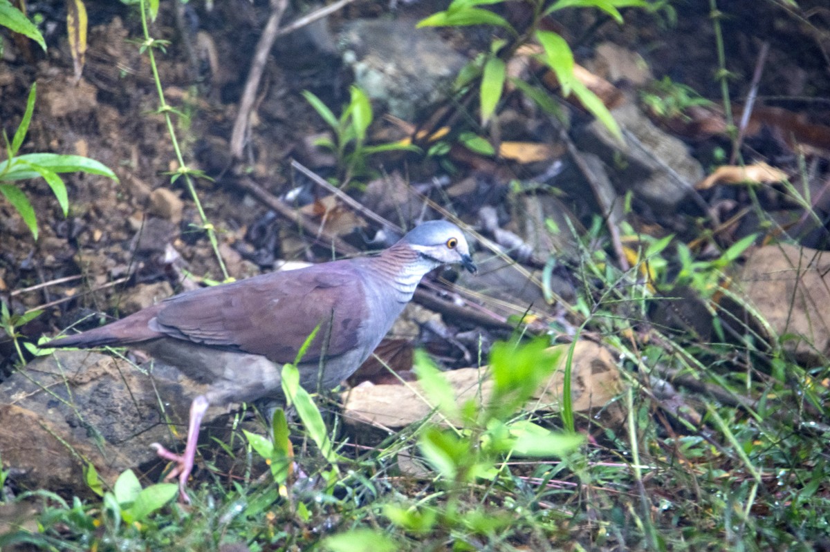 White-throated Quail-Dove - ML610961843