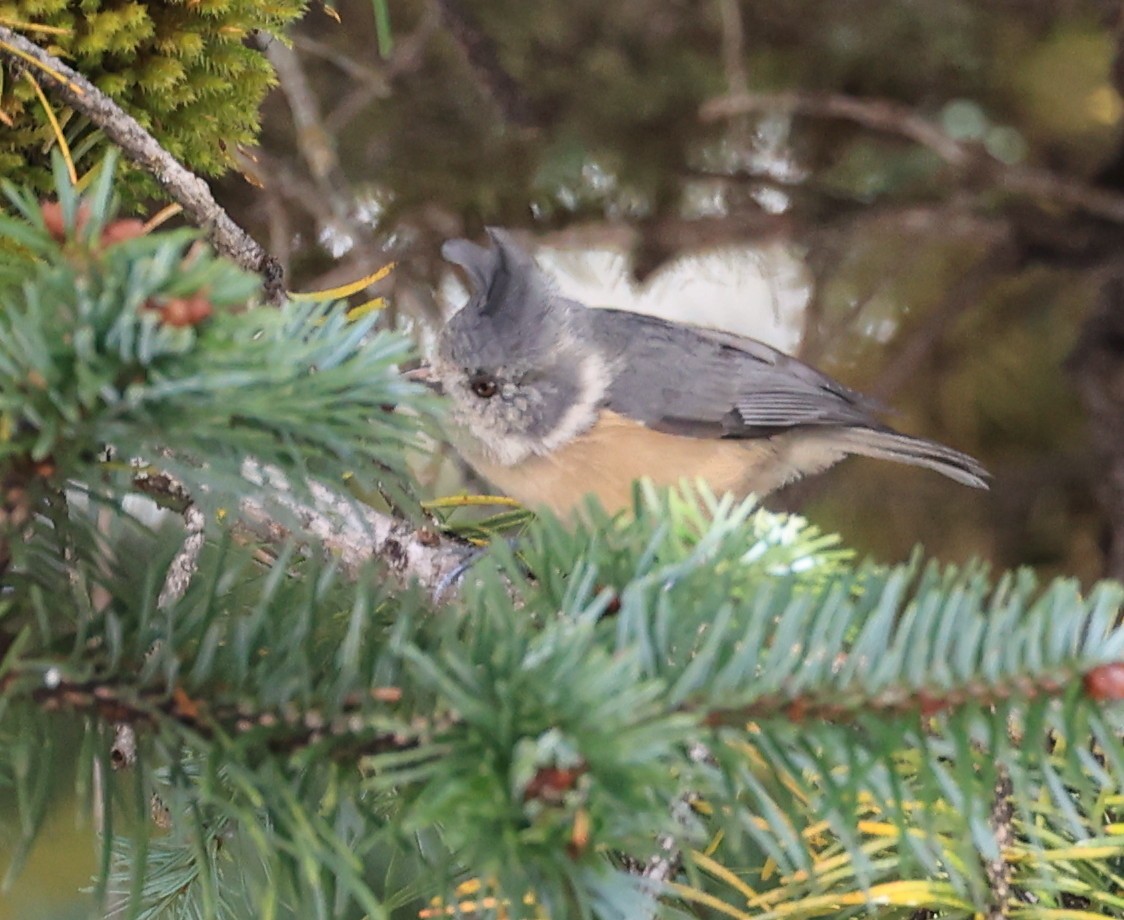 Gray-crested Tit - ML610961977