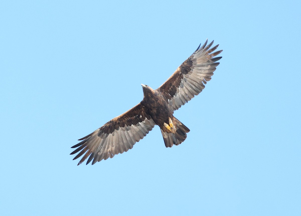 Golden Eagle - ML610962024