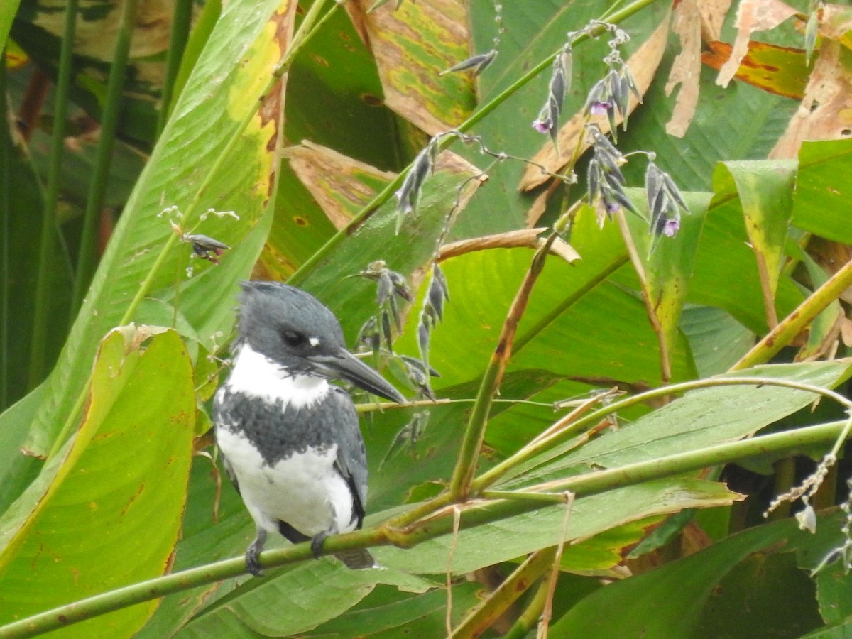 Belted Kingfisher - ML610962061