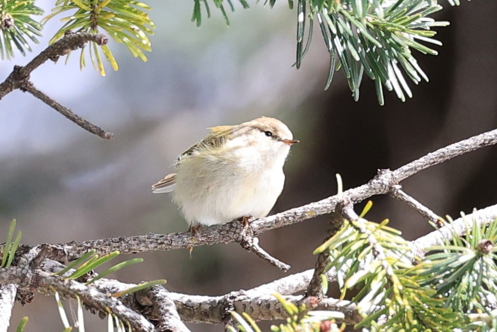 Hume's Warbler - ML610962072