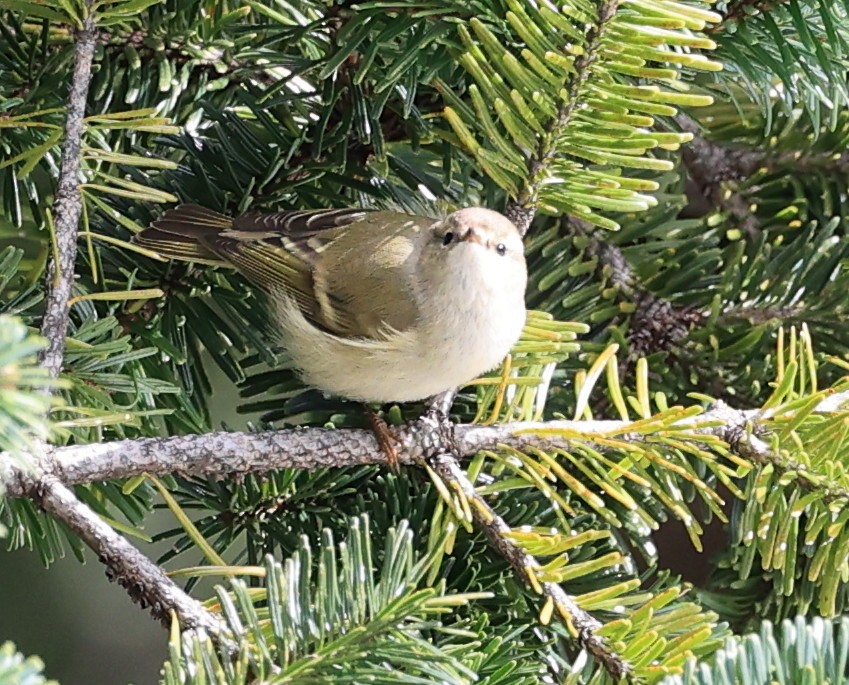 Hume's Warbler - ML610962073
