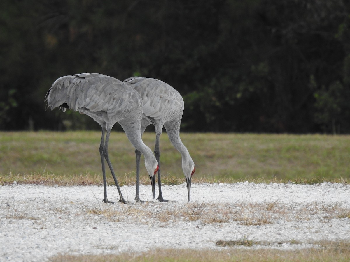Sandhill Crane - ML610962074