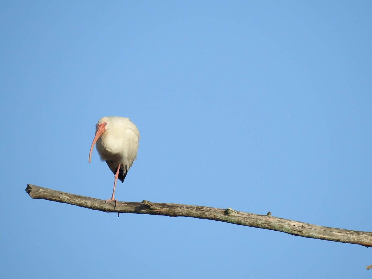 White Ibis - ML610962078