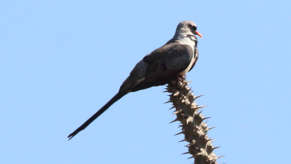 Namaqua Dove - ML610962097