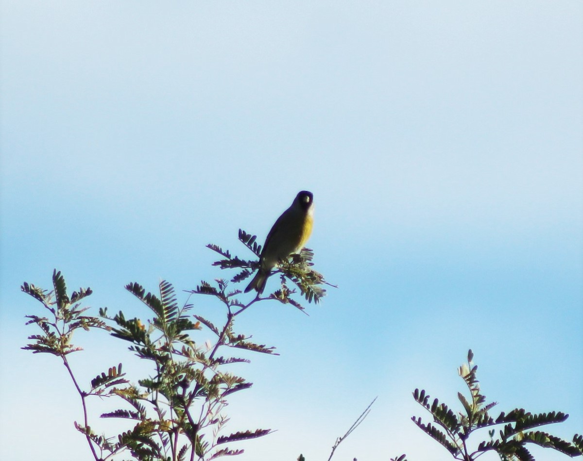 Lawrence's Goldfinch - ML610962198