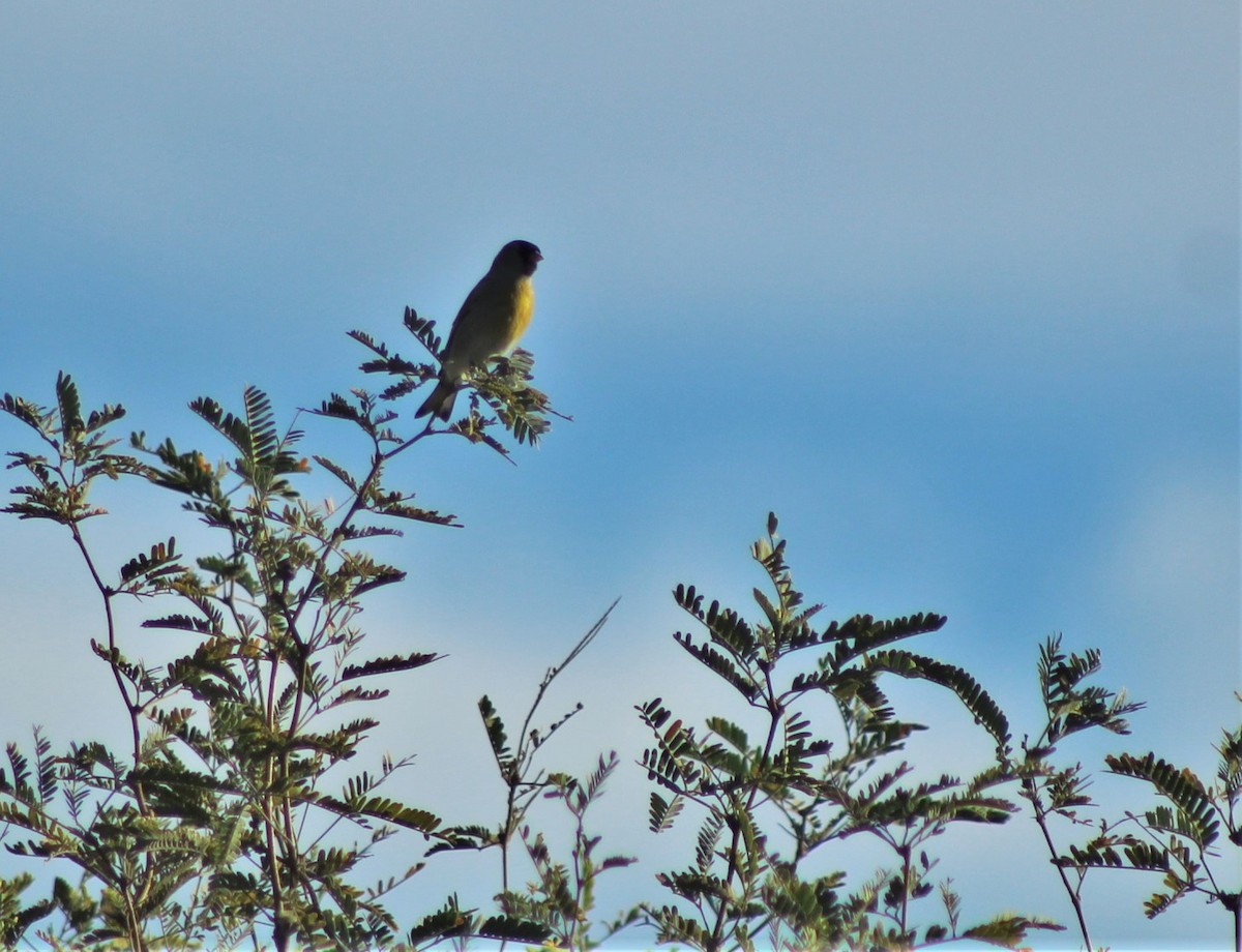 Lawrence's Goldfinch - ML610962199